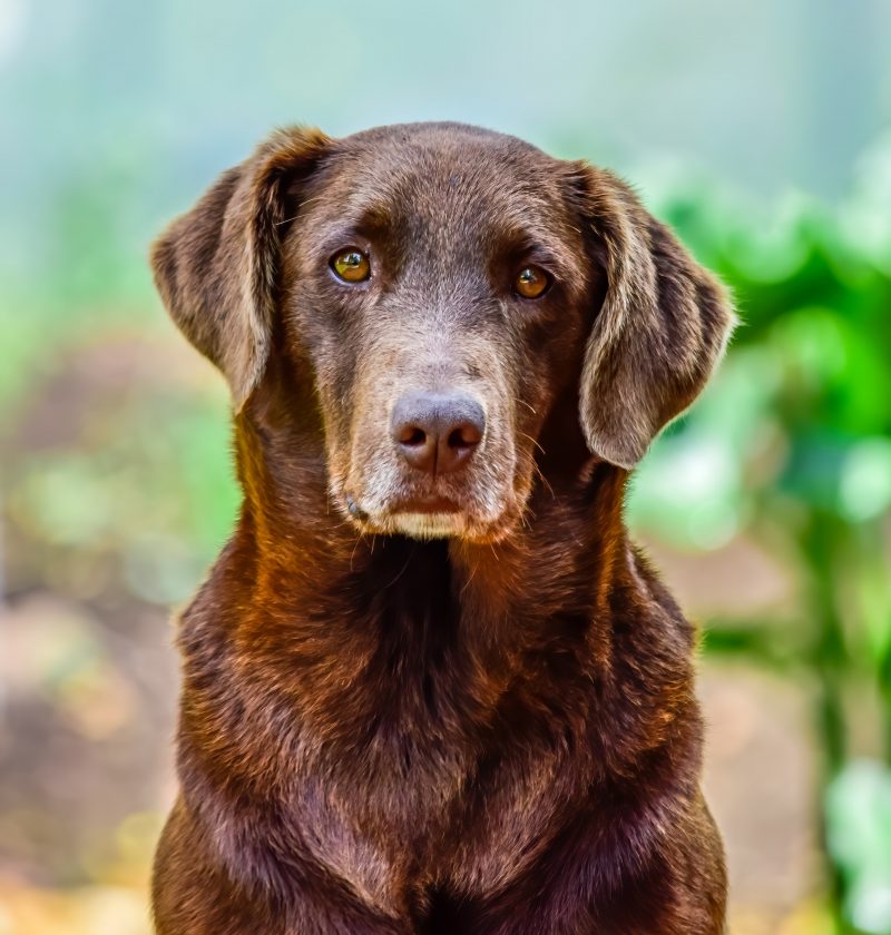 A older Labrador sitting staring at the camera with a blurred background of a field.