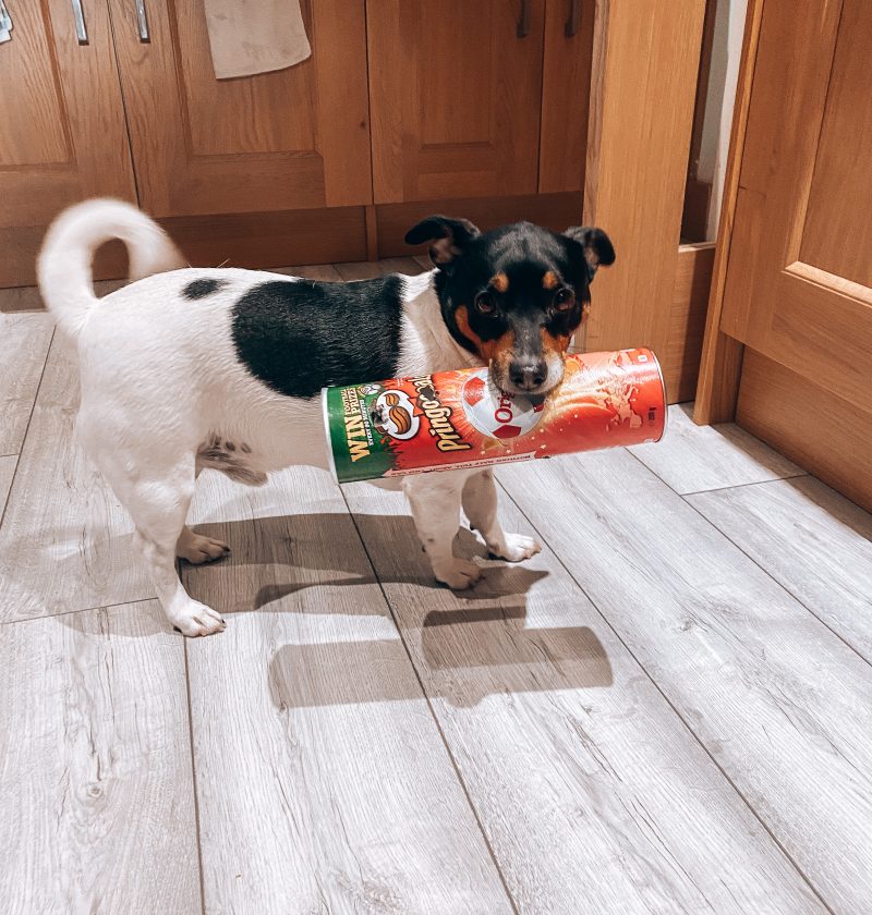 The Pringle Tube Game - DIY Brain Games for Dogs - Bounce and Bella