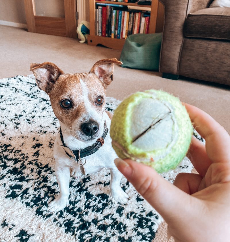 tennis ball rattle diy brain game for dogs
