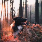 Activities to do with Your Dog In Autumn