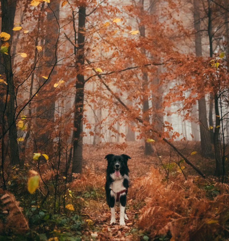 activities to do with your dog in autumn