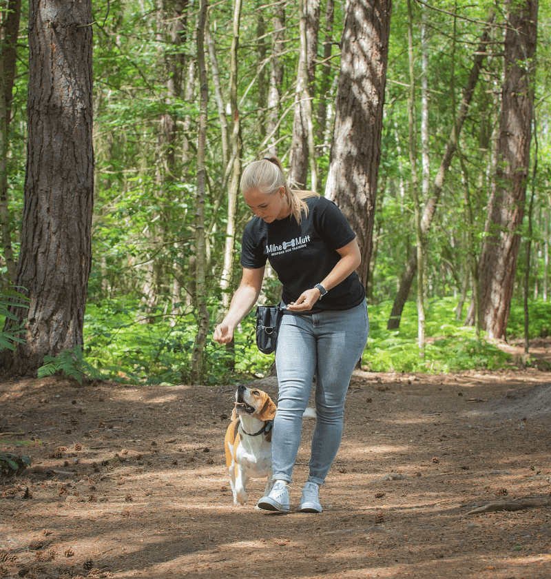 live with Milne & mutt dog training: scent training