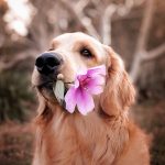 7 Fun Things to Try With Your Dog