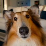 Assistance Dogs – a Pet Parent’s Story