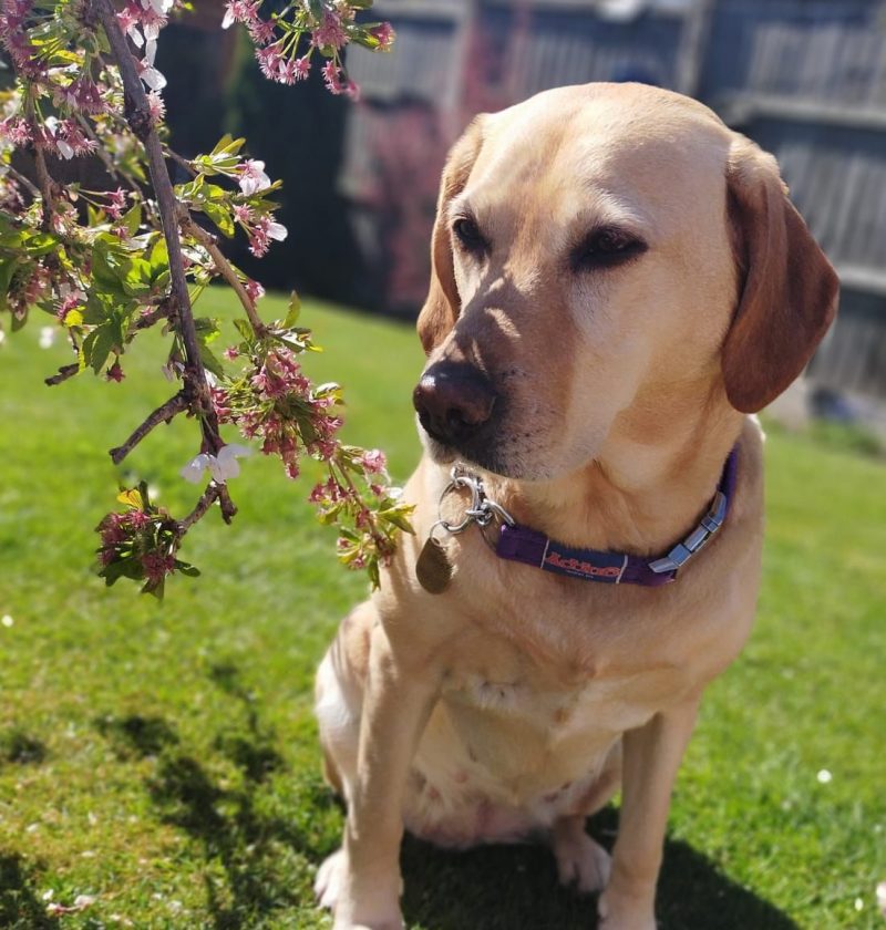Gorgeous assistance dog under the cherry blossom