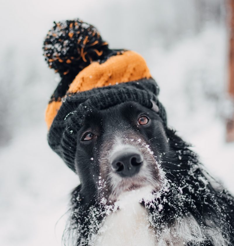 How To Keep Your Dog Active Inside During Winter