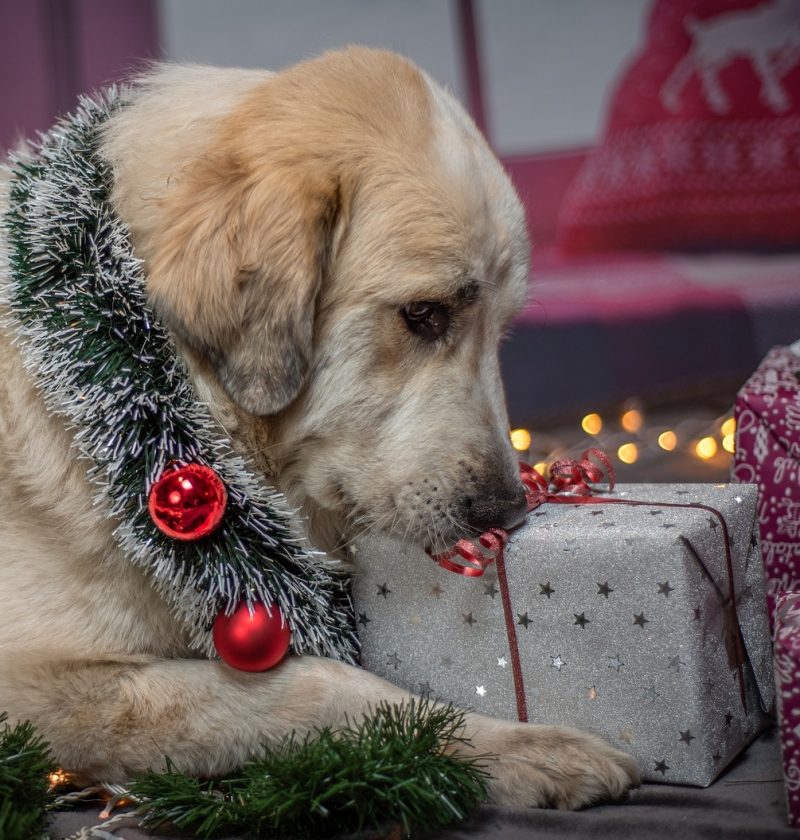 Christmas prezzie dog