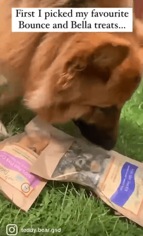 diy games for dogs scrunchy paper treats teddy