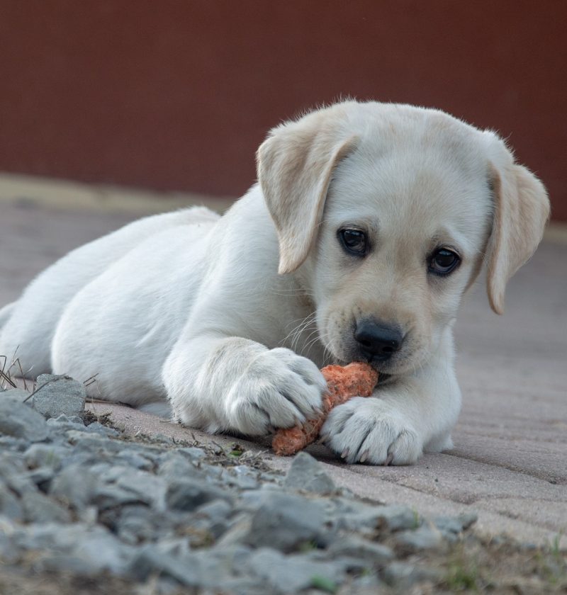 puppy and carrot