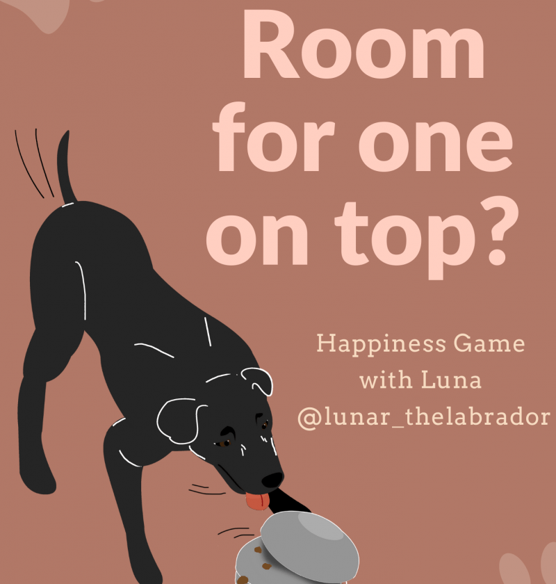 room for one more diy games for dogs
