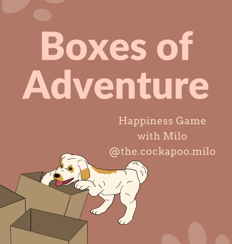 Confidence games for dogs Boxes of Adventure
