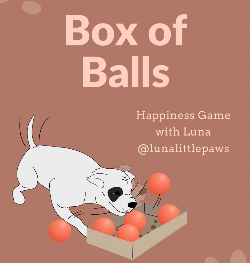 Box of Balls Dog Games for Fun
