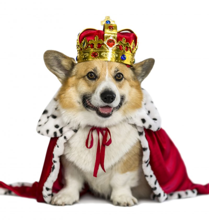 The queen of dog lovers - corgi dog in royal robe