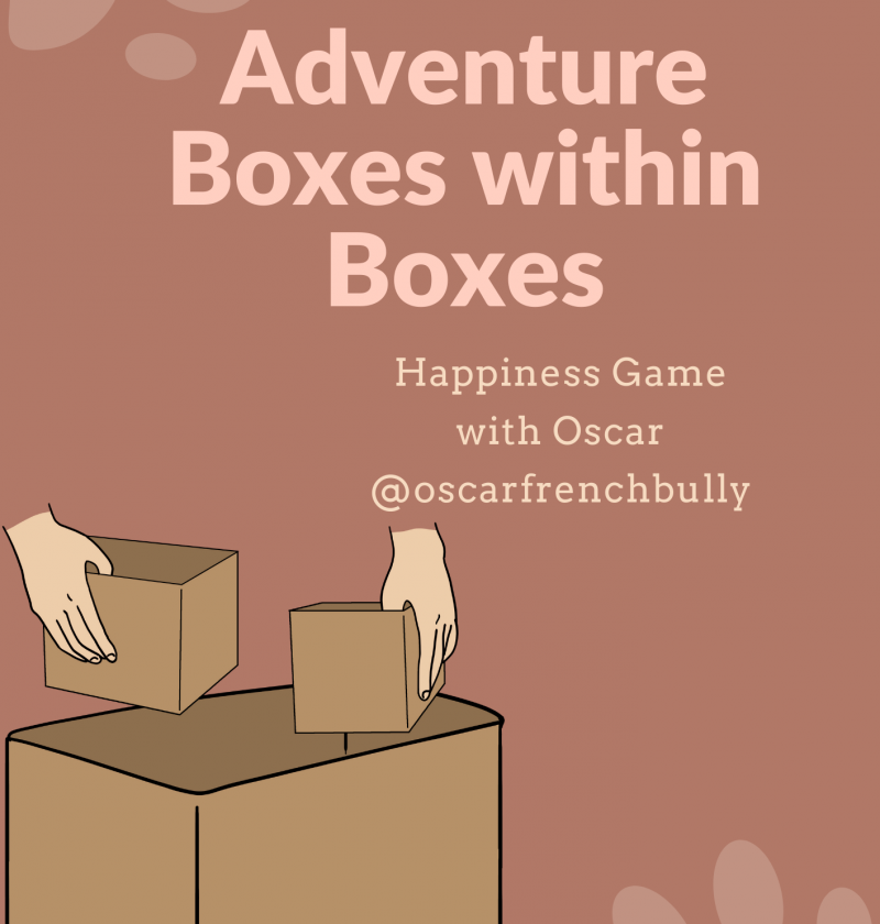 Adventure Boxes within Boxes games for dogs