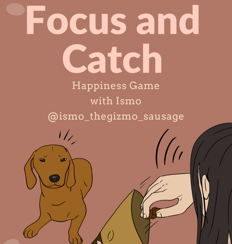 Focus and Catch games for dogs