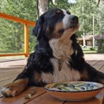 Focus and Catch… Happiness Games for Dogs