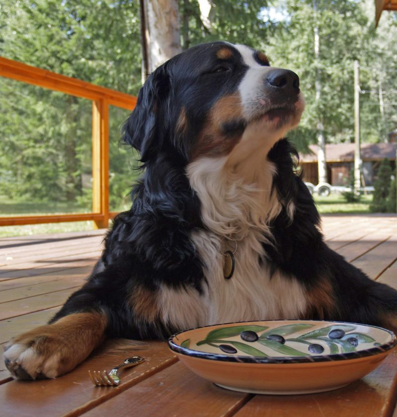 bernese-mountain-dog-waiting for their dinner