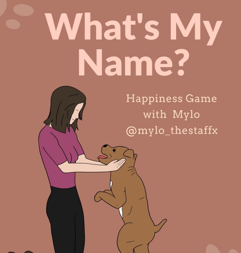 whats my name recall games for dogs
