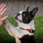 Sniffathon – DIY Brain Game for Dogs