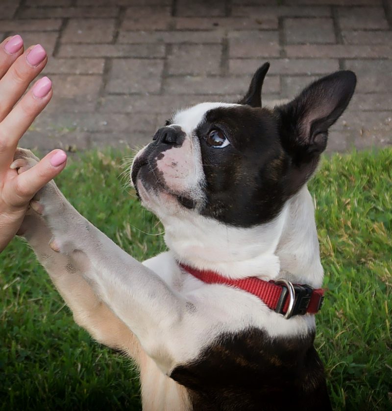 Boston Terrier saluting