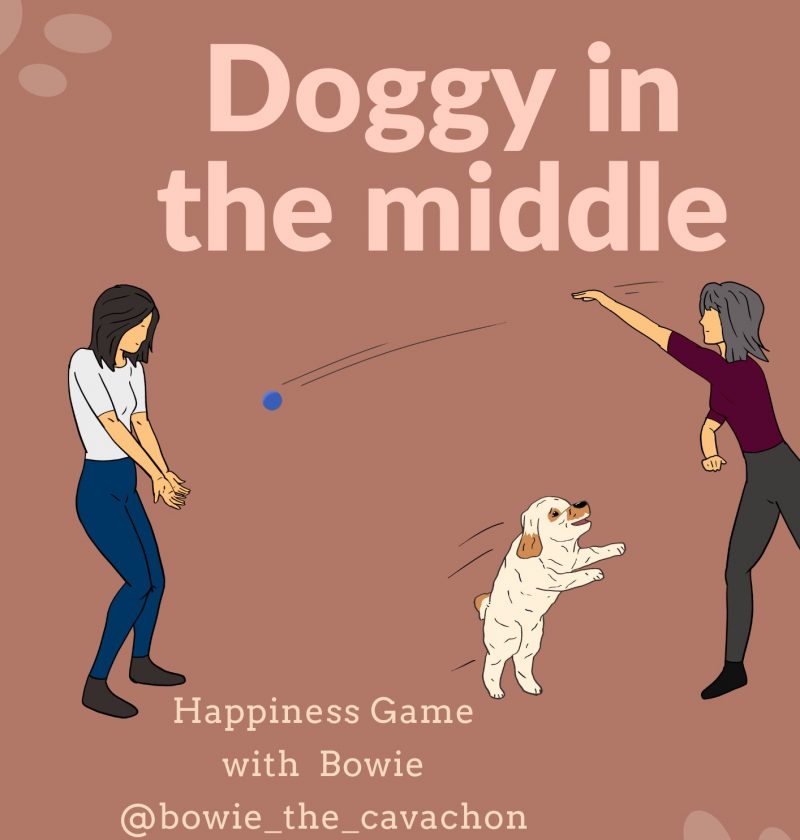 Doggy in the middle DIY games for dogs