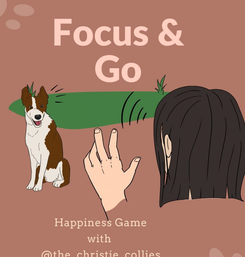 Focus and Go diy game for dog