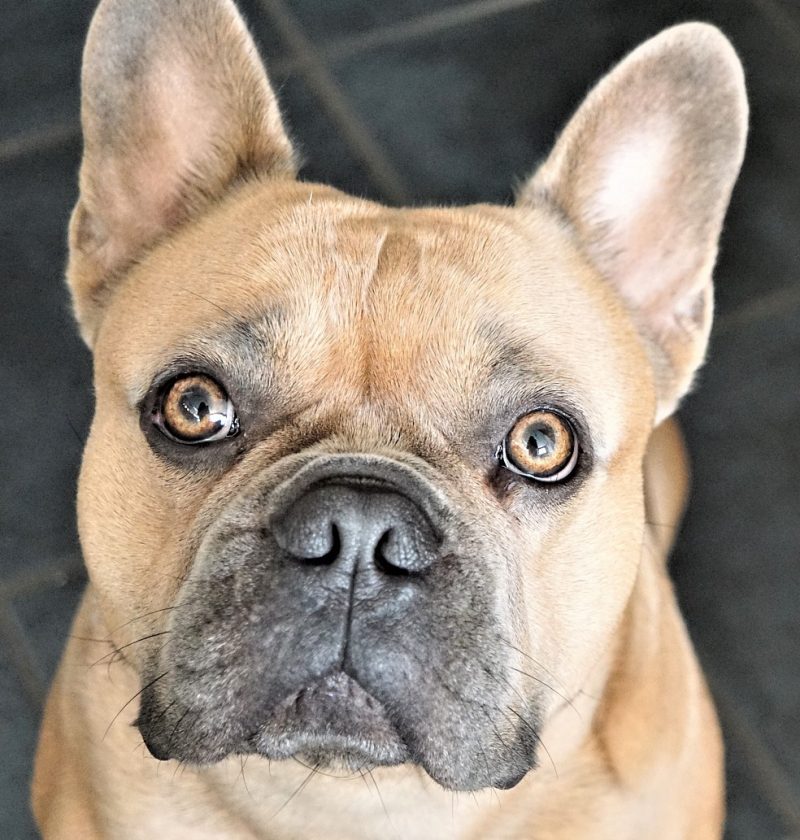 french-bulldog- waiting for their new luxury food for dogs