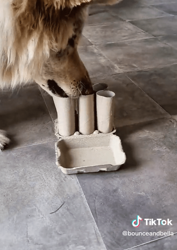 easy game for dogs - egg box towers