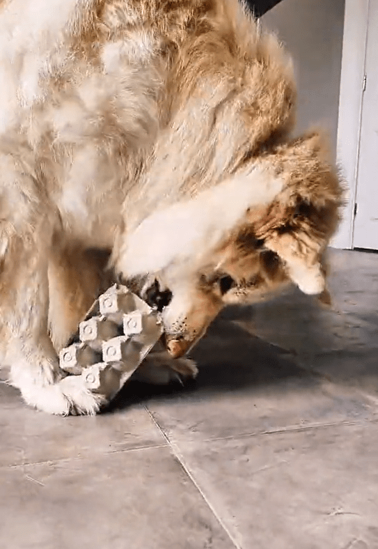 egg carton squash easy dog game