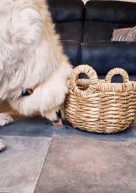 Under the Basket - Easy Game for Dogs