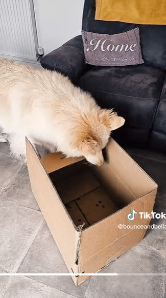 big-box-confidence-for-dogs