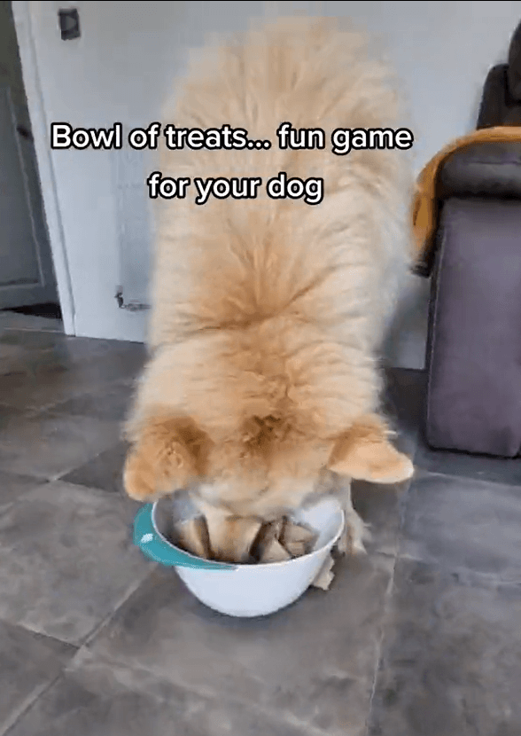 bowl of treats easy dog games