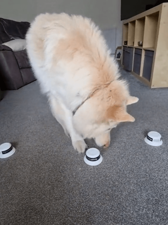 three tubs two treats easy game for your dog