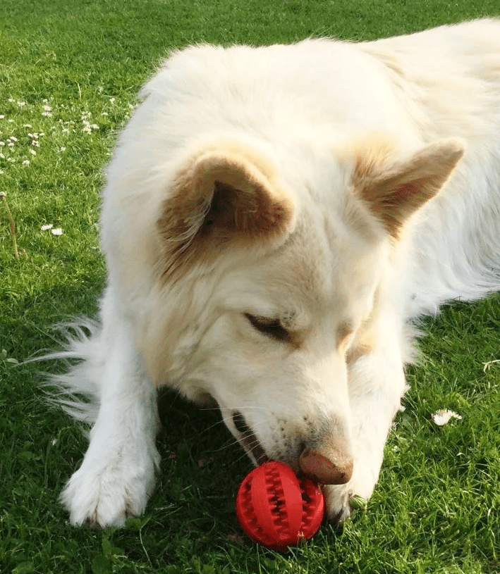Roscoe and his treat ball