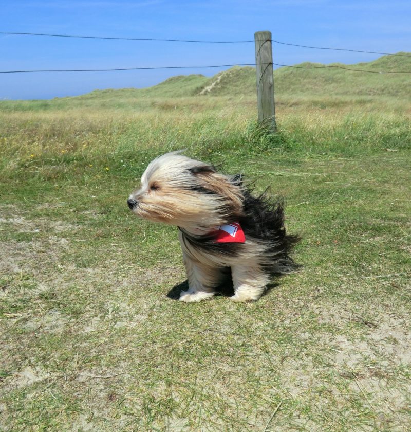 Dawg in the wind
