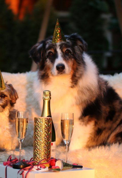 new-years-day doggies